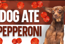 can dogs eat pepperoni