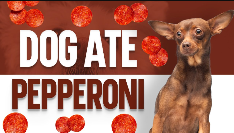 can dogs eat pepperoni