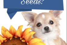 can dogs eat sunflower seeds