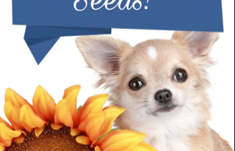 can dogs eat sunflower seeds