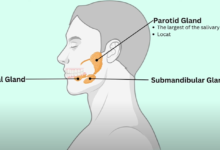 What is the Role of Saliva in Digestion?
