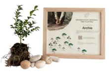 Inclusive Memorials Planting Trees In Memory Of Your Beloved Pets