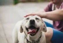 4 Benefits That Pets Bring To The Mental Health Of Human Beings