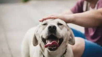 4 Benefits That Pets Bring To The Mental Health Of Human Beings