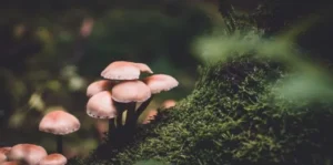 Dream interpretation of picking mushrooms A sign of luck or misfortune