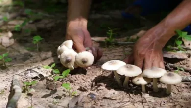 Dream interpretation of picking mushrooms A sign of luck or misfortune