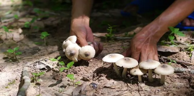 Dream interpretation of picking mushrooms A sign of luck or misfortune